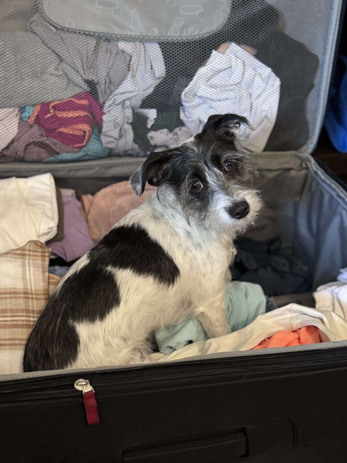 Paisley, Amy's black and white dog, sitting in an open suitcase